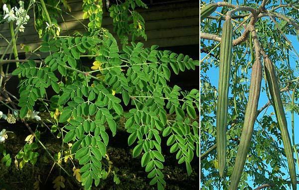 Title here Title here